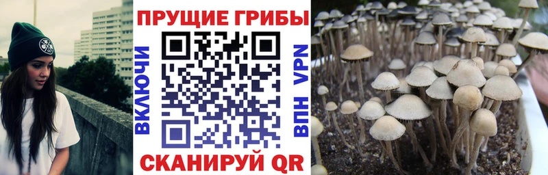 OMG как войти  где купить наркоту  Губаха  Галлюциногенные грибы MAGIC MUSHROOMS 